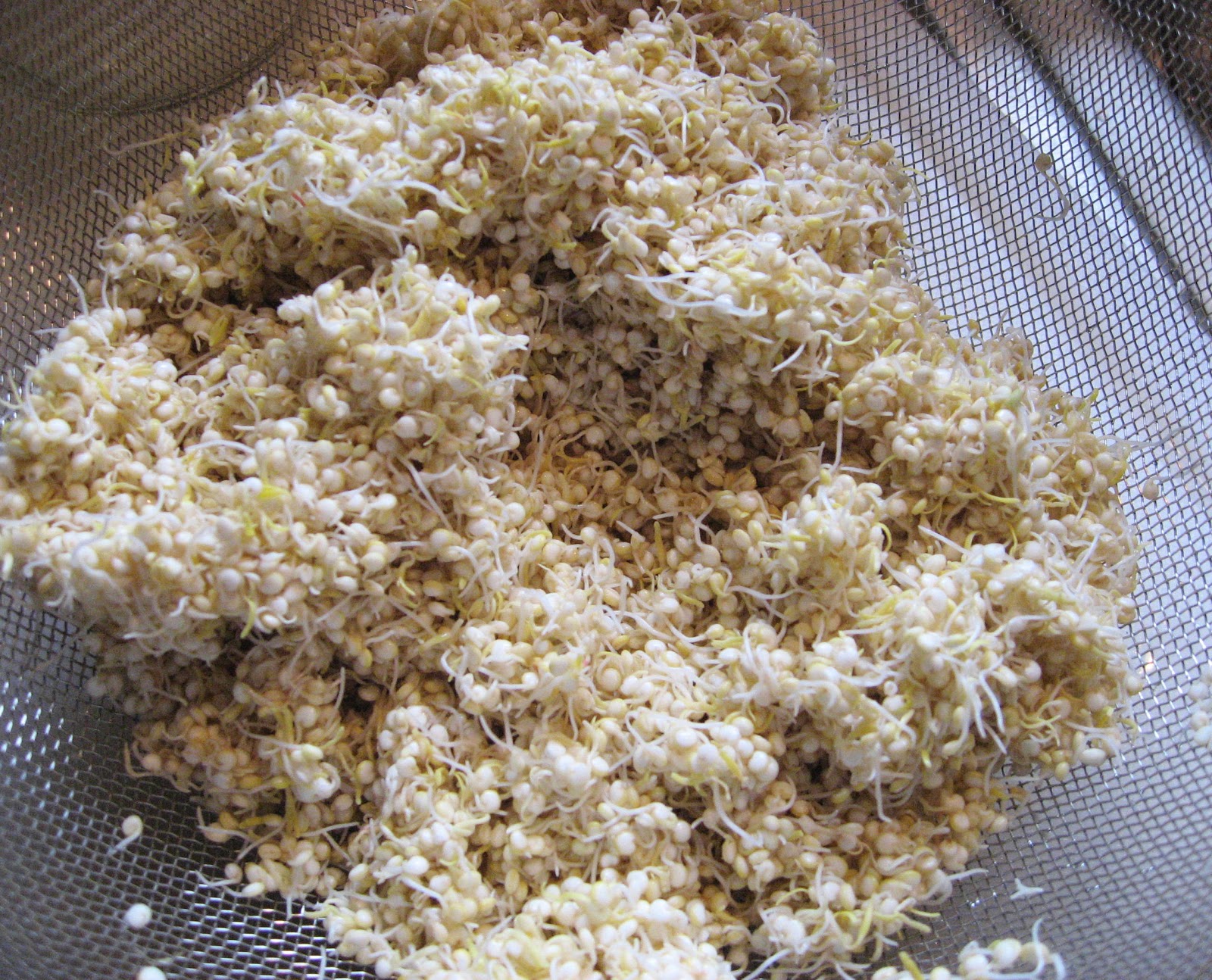 1 Rinse quinoa well and cover with water in a widemouth glass jar