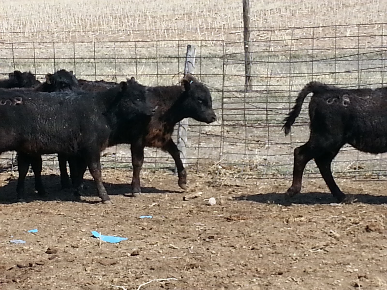 Ogallala Sale Barn at Hair blog