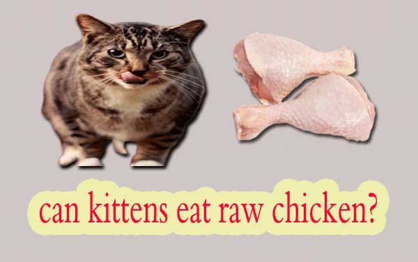 can kittens eat raw chicken