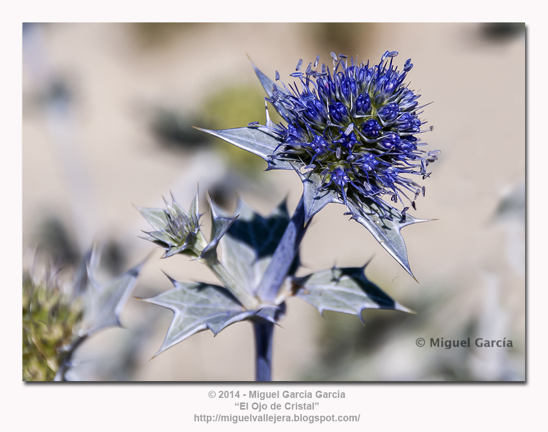 Erygium Maritimum o Cardo Marítimo.