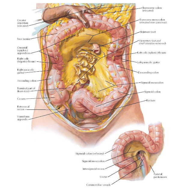Mesenteric Relations Of Intestines (Continued) Anatomy