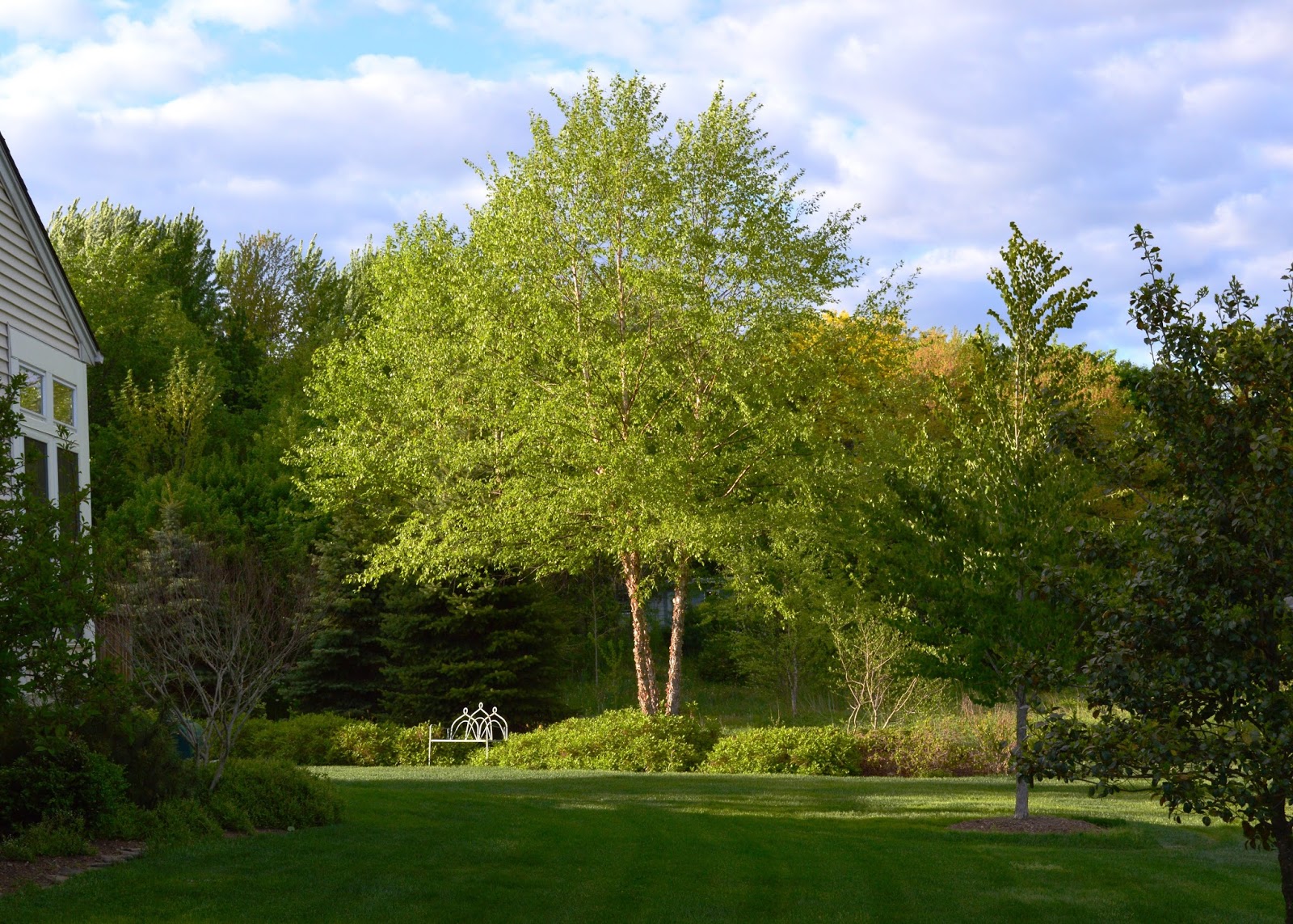 Plant Inventory at 20 Timothy Betula nigra / River Birch