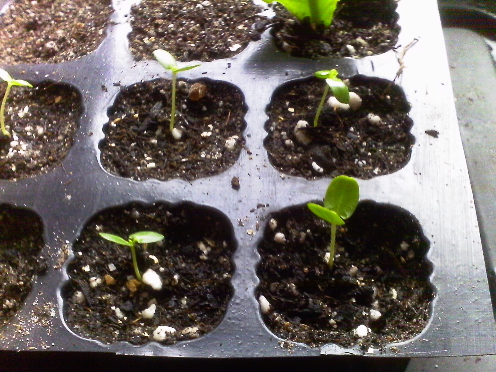 themushroom.co.uk germinating mimosa hostilis seeds