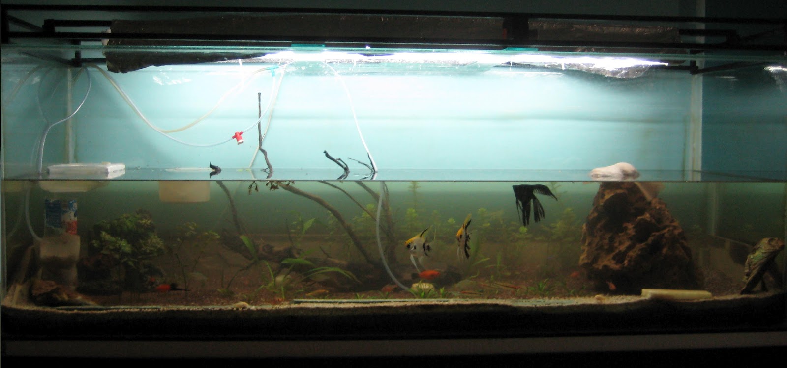 My Fresh Water Aquarium Natural Planted Tank (Walstad Method). Natural Planted Aquarium The