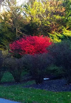 Flora Wonder Blog The Autumn Of Yesteryear