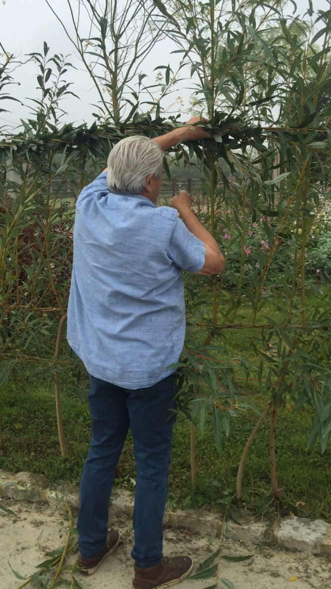 DEDEM How to braid living willow branches