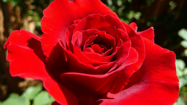 Red Roses كۆمه‌لێك وێنه‌ی گوڵی سۆری زۆرجوان