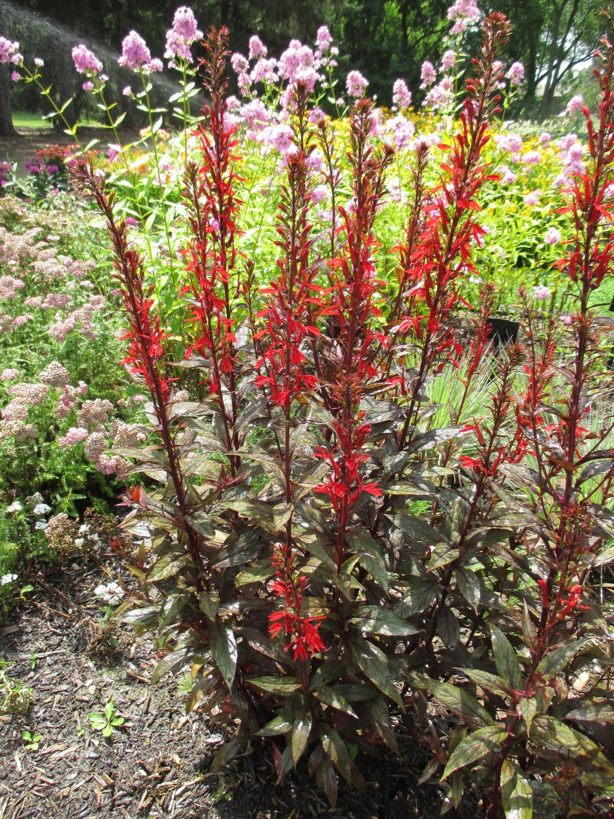 red-cardinal-flower.jpg