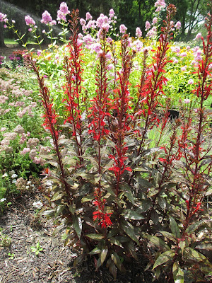 Classic Cardinal Flower | Rotary Botanical Gardens