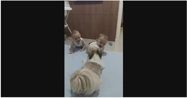 Em vídeo, SHIH TZU dá 'sustos' e leva bebês gêmeos às gargalhadas