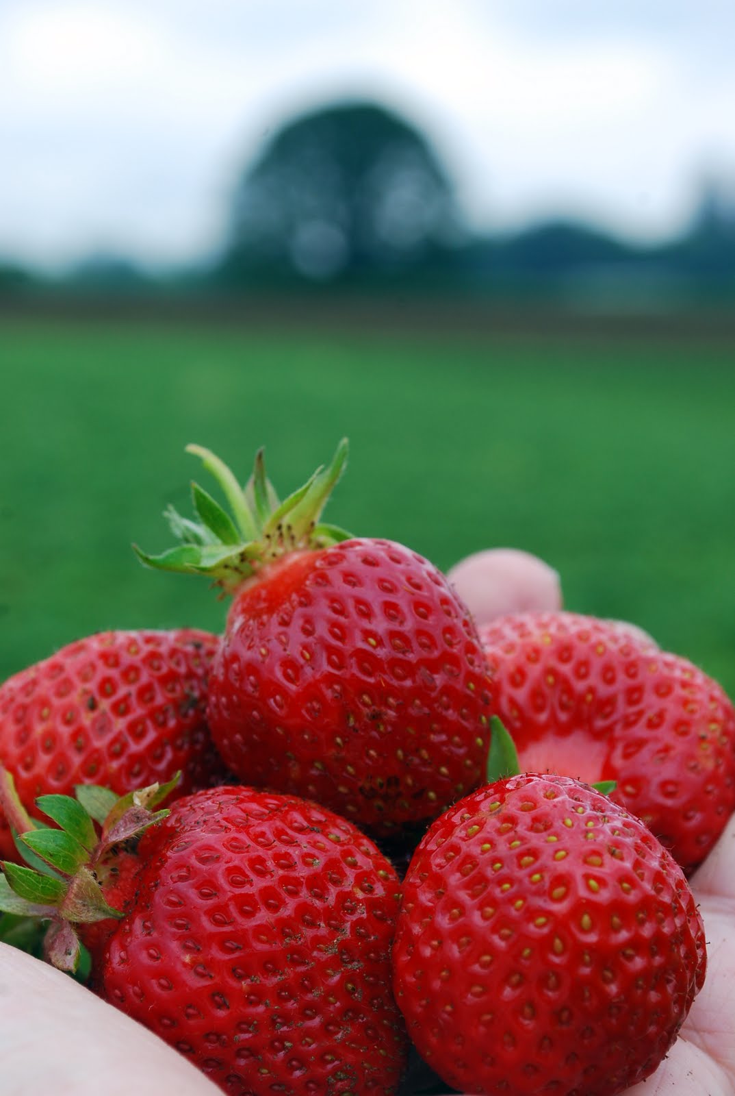 the farmer's wife 2012 season at Sauvie Island Farms