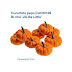 Bí nhỏ 'Jill-Be-Little' (Pumpkin Jill-Be-Little) Cucurbita pepo,CUC00109