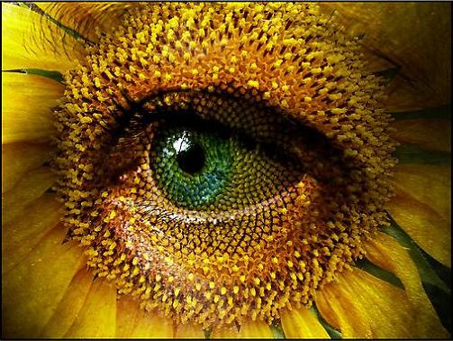 Sunflower ~ Rolf Jacobsen