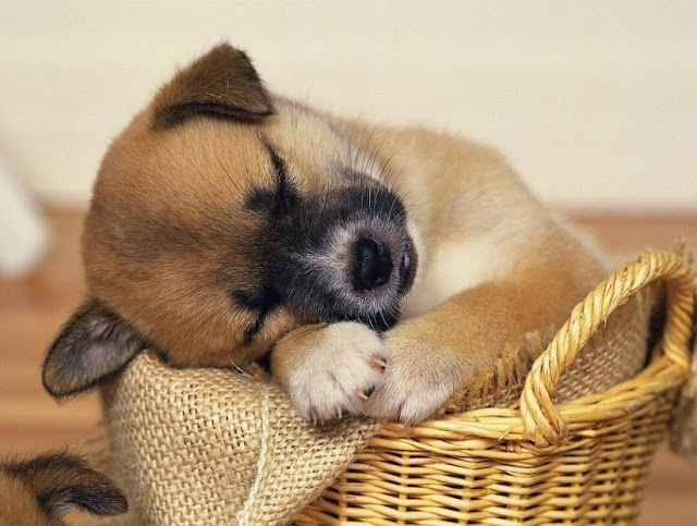 32 Cute sleeping puppies (32 pics) | Amazing Creatures