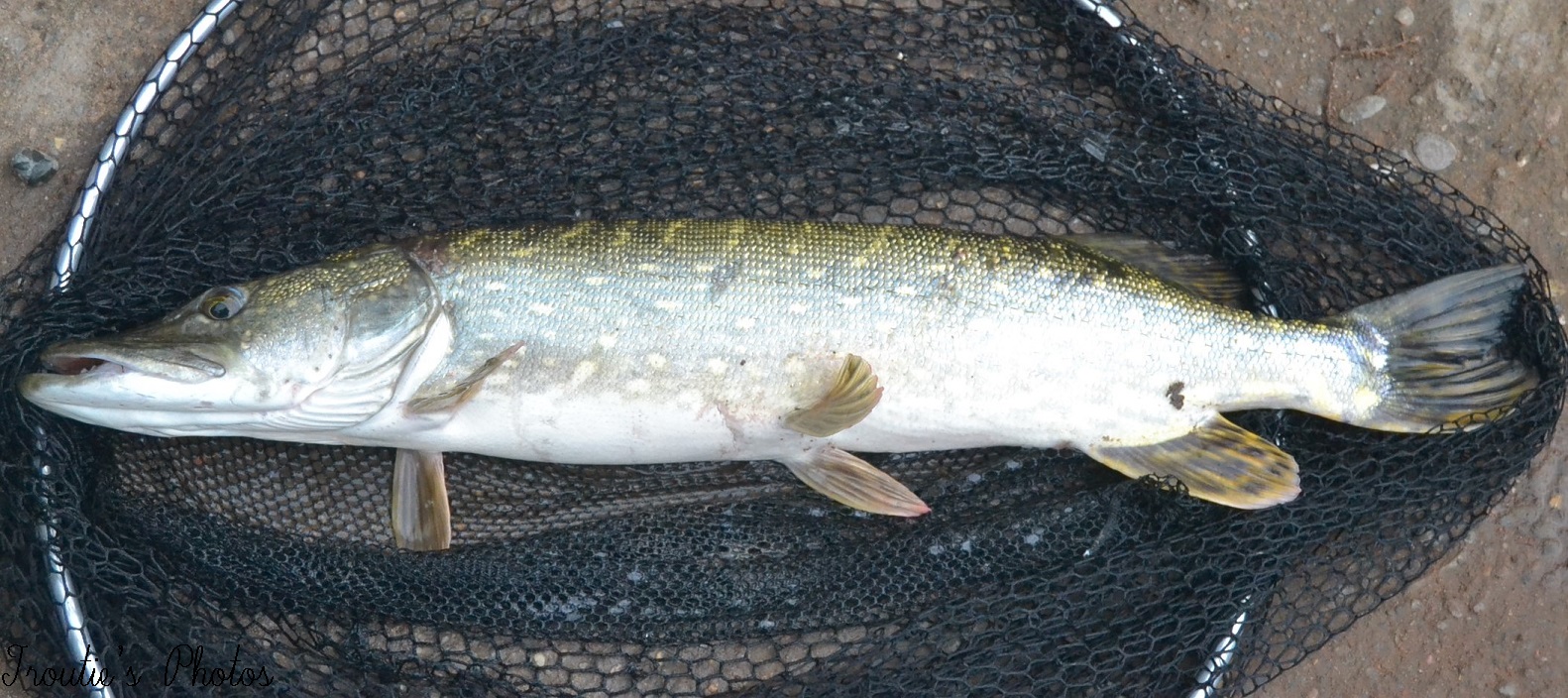 Nickseatrout,s blog. Fishing the river towy for salmon and sea trout