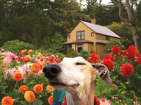 http://3.bp.blogspot.com/-ufmOB5U8BMQ/UWQtOGzALRI/AAAAAAAAAnE/w4_x0m1qj8k/s640/dog-sniffing-flowers.jpg