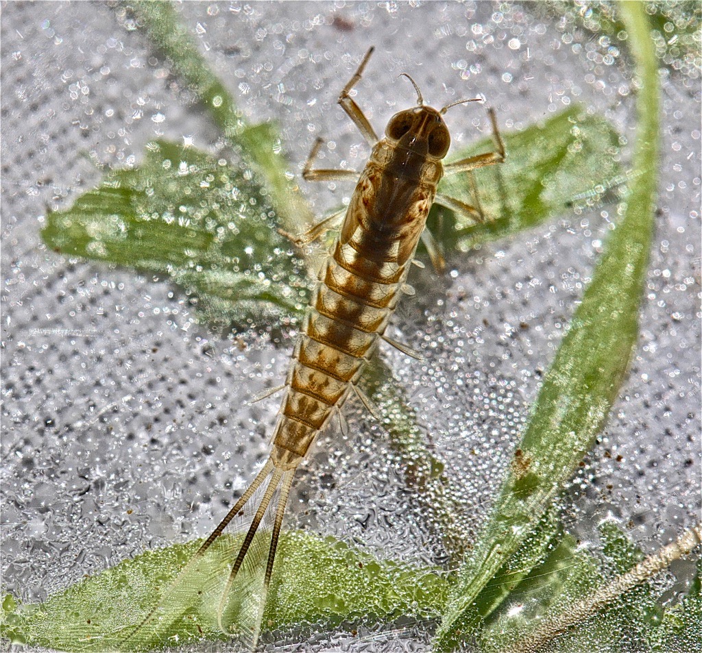 Aquatic Insects of Central Virginia: March 2019
