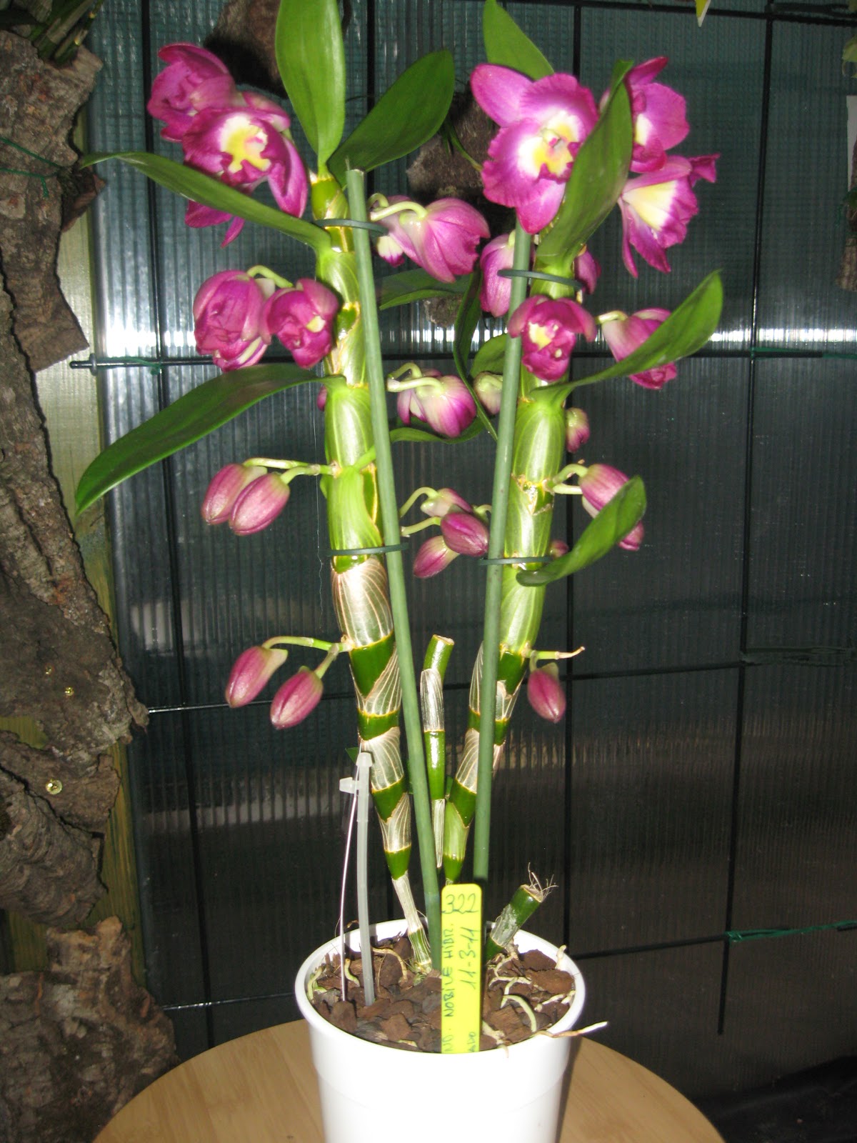 Orquídeas Blog de Angel Mar: ¿Cómo elegir una orquídea? Consejos básicos