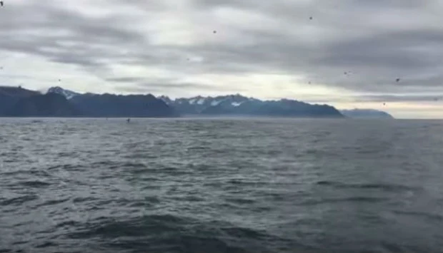 Βιντεοσκοπούσε τους γλάρους όταν ξαφνικά είδε αυτό στη θάλασσα και πάγωσε! (ΒΙΝΤΕΟ)