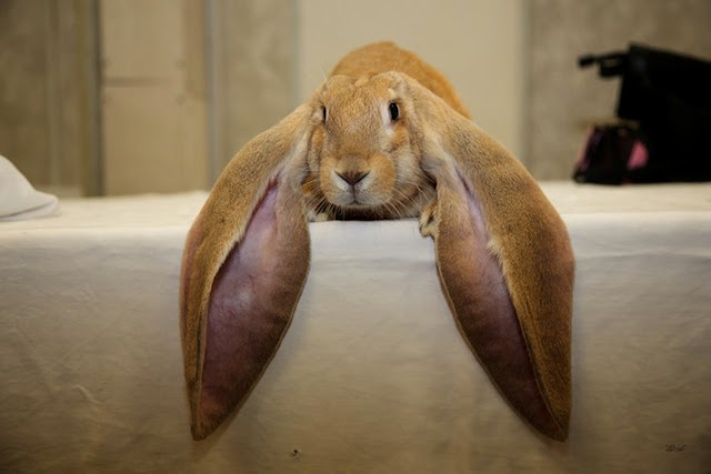 Rabbit , الأرنب، کەروێشک،ئاژەڵ