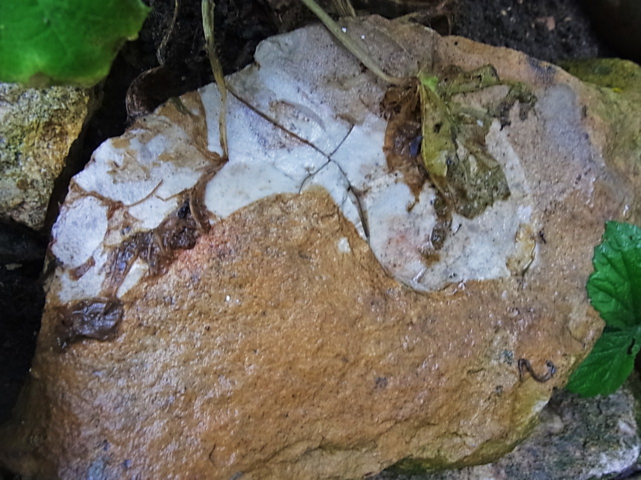 Umgepflügt. Sammlung Robert Bollow. 383. Post. Hornstein im Jurakalk.