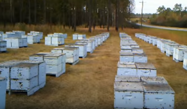 Μεγάλος μελισσοκόμος με δεκάδες κυψέλες ταίζει σιρόπι ταυτόχρονα όλα τα μελίσσια. Δείτε τρόπο...