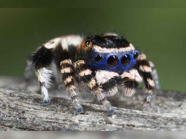 Sale al aire un una nueva especie de tarántula que cambiara la historia