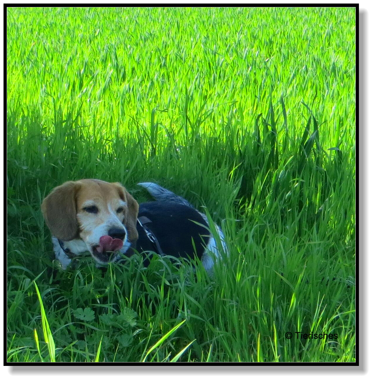 Tierisches Etwas Sport muss sein