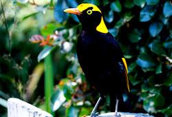 rainforest tropical animals biome forest rain background wallpapers amazing