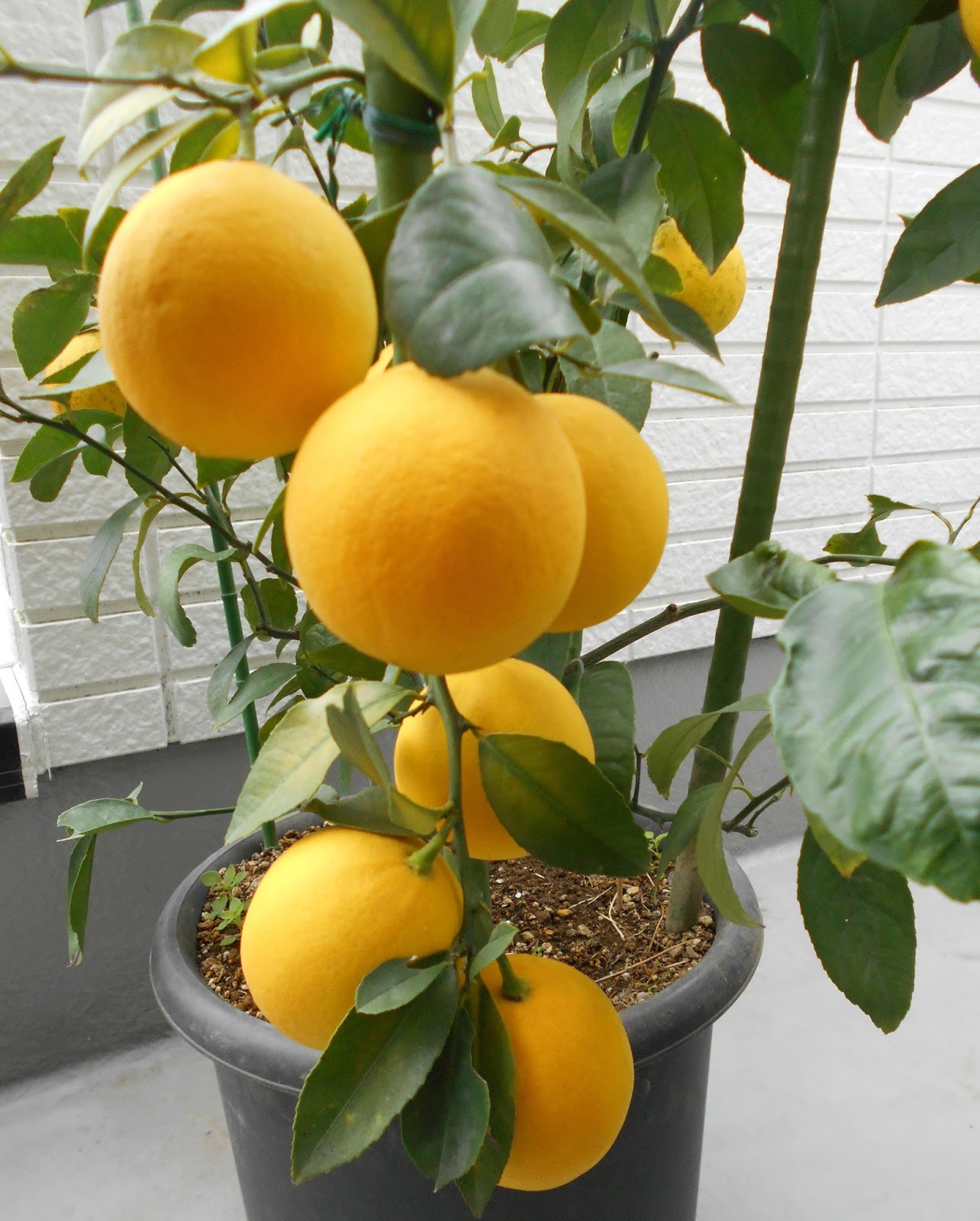 四季成り果樹園芸 グランドレモン Grand Lemon