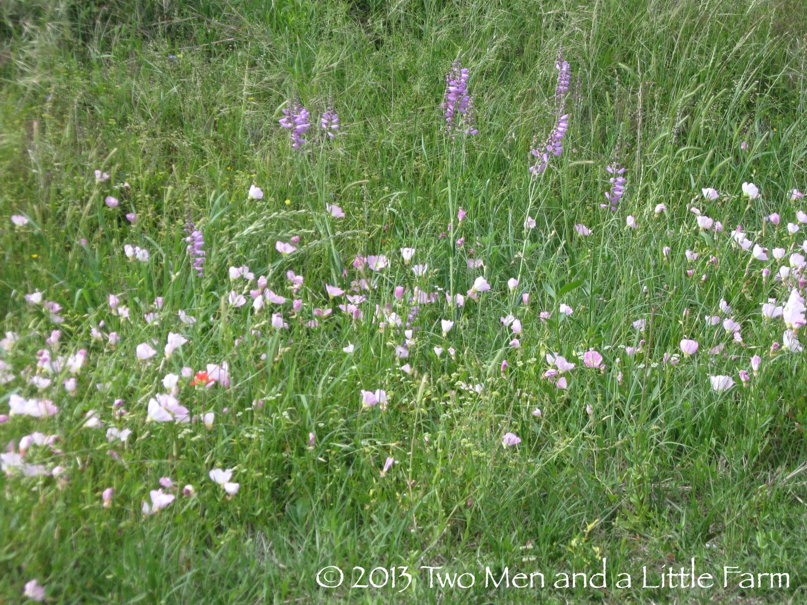 Two Men and a Little Farm FINAL TEXAS WILDFLOWERS OF THE SEASON