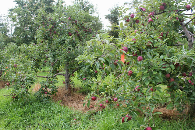 Apple trees at Drew Farm