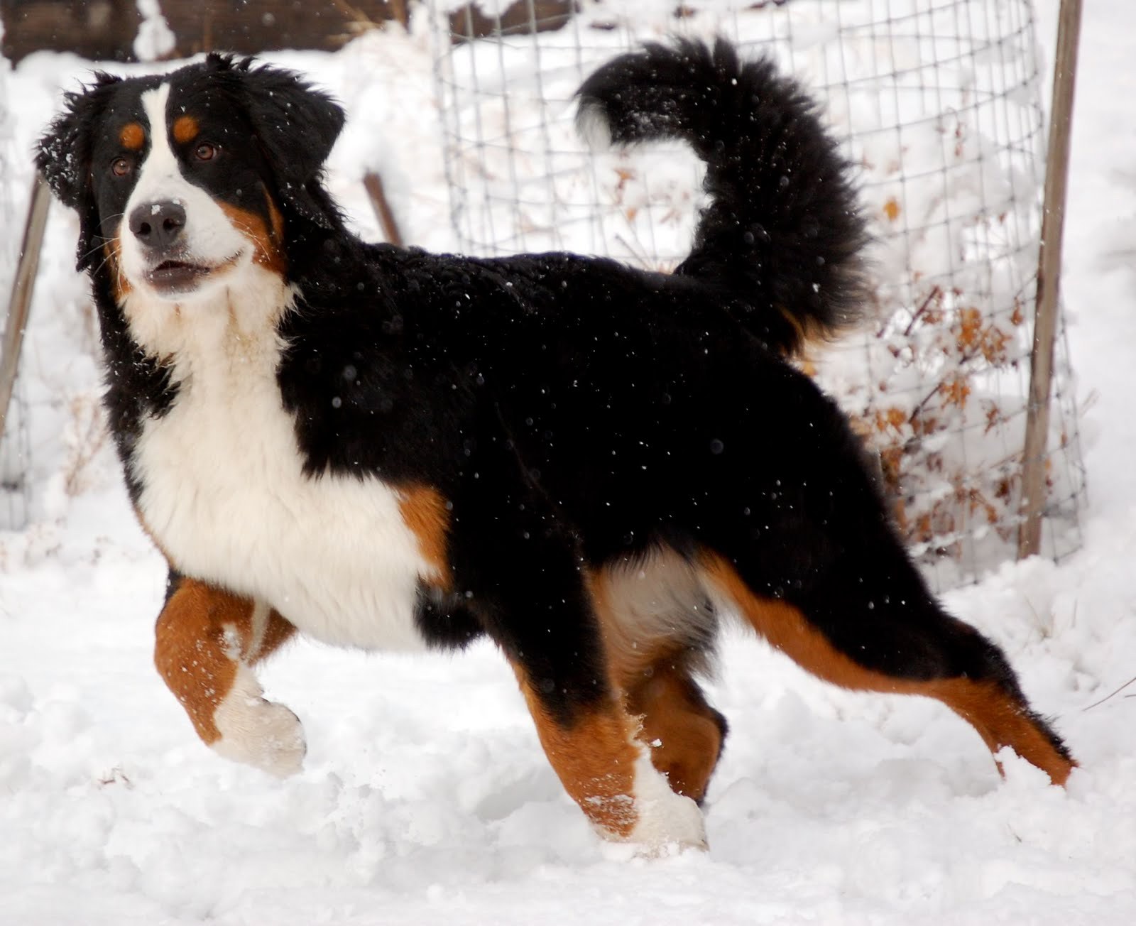 Бернский зенненхунд собака зима снег гора животное природа бесплатно