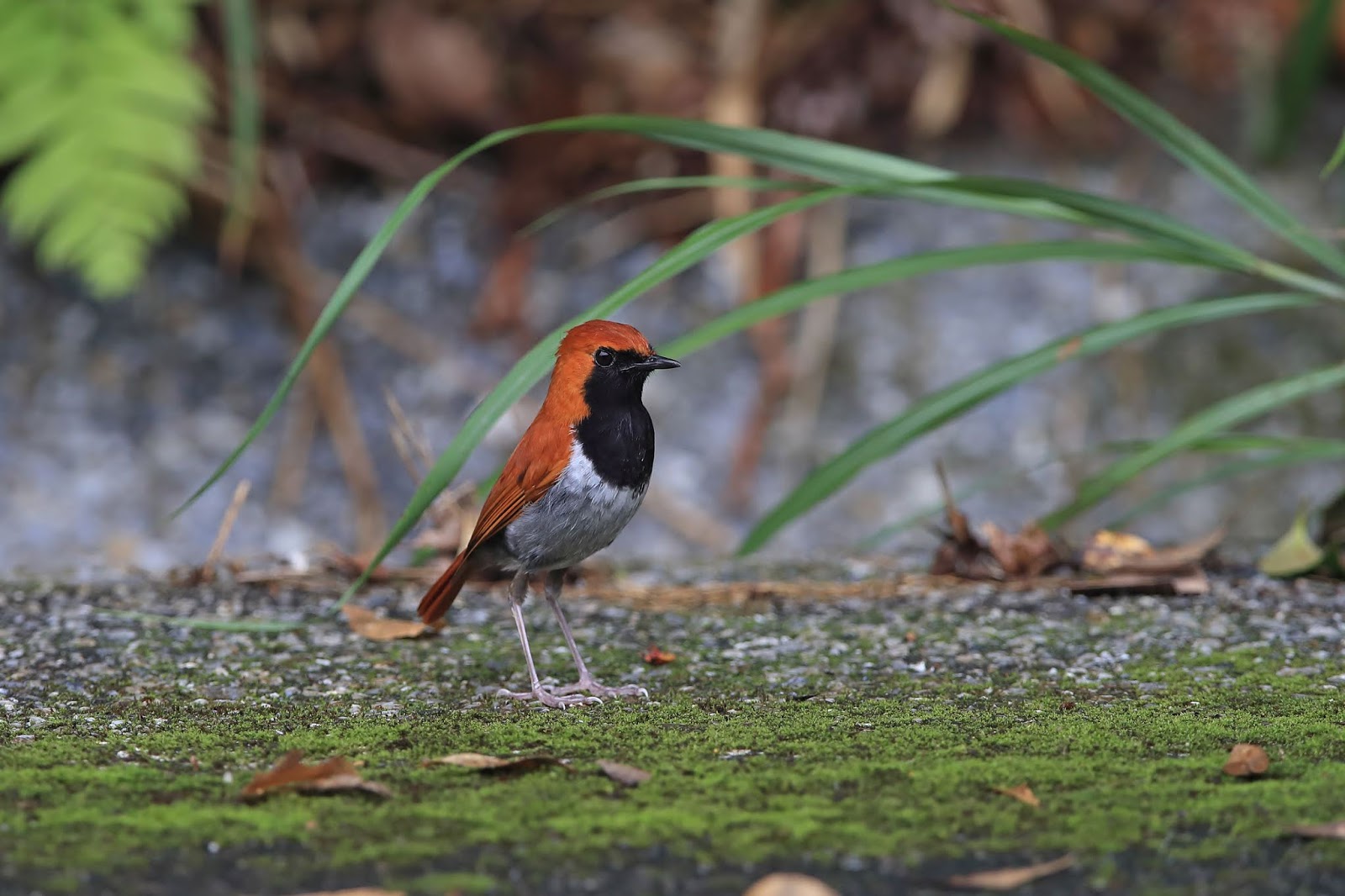 Not just birds: Okinawa 16-19 Jun 2018 - short trip for Okinawa trios