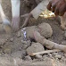 6 dead (including 7 children) by Saudi airstrike attacks on family homes in Yemen region Hodieda