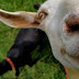 Nosy goat