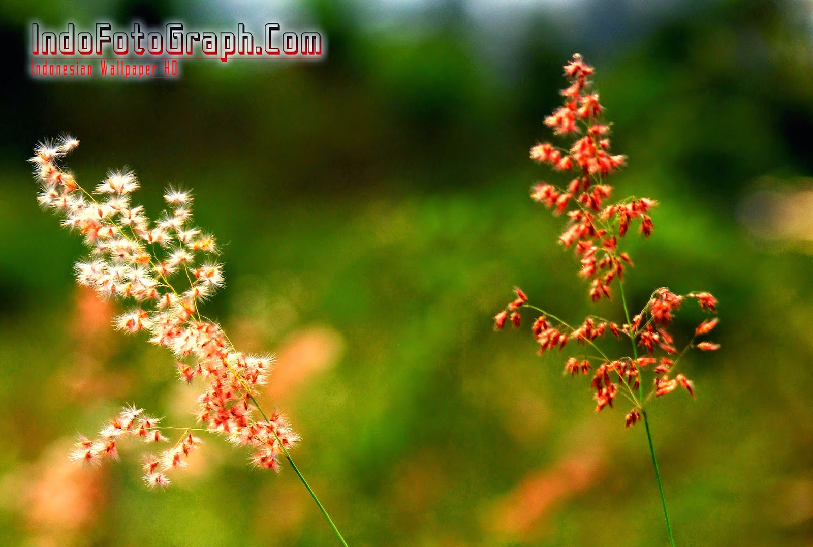 Download Wallpaper Pemandangan Alam Indonesia IndoFotographCom Download Wallpaper Pemandangan Alam Indonesia IndoFotographCom
