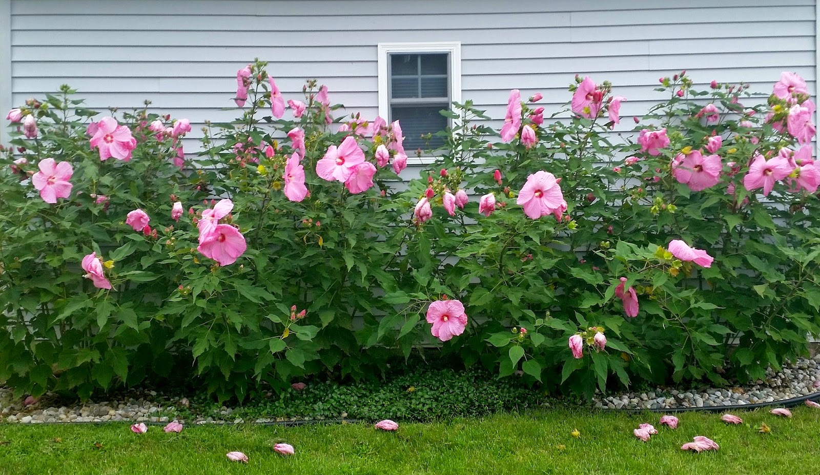 A Rose in the Garden Photo of the Day Pink Hibiscus Hedge