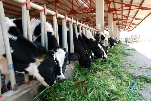 Người dân Vĩnh Thịnh thoát nghèo nhờ nuôi bò sữa BO-SUA