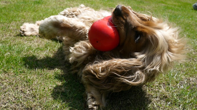 Golden Cocker Spaniel called Dylan