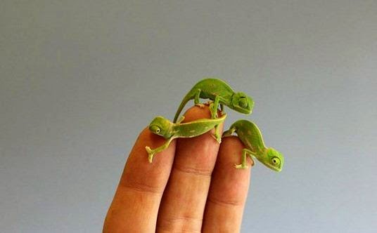 أصغر حرباء في العالم طولها 5 سم