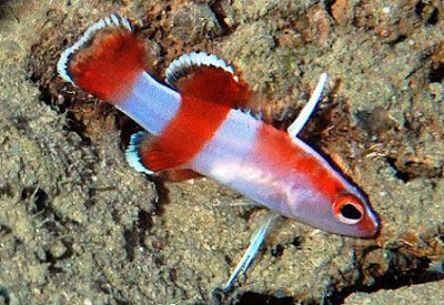 ikan hias Bladefin Basslet ikan hias Bladefin Basslet