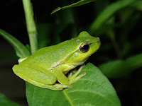 Amazing Frog Facts in Hindi