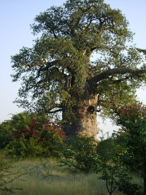 Widok baobabu w promieniach zachodzącego słońca