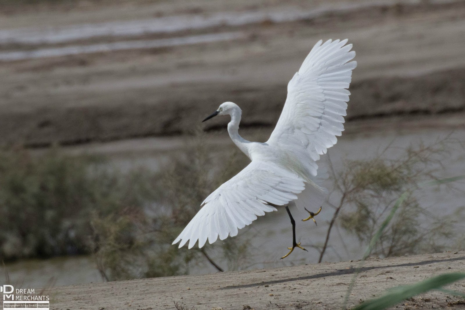 Beautiful Birds of Pakistan 4 Jaho Jalal