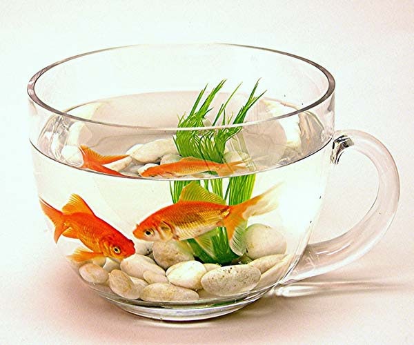 Fancy fish bowls cheap