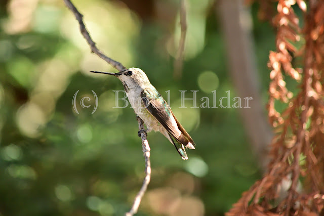 Anna's Hummingbird resting on a branch Anna's Hummingbird resting on a branch