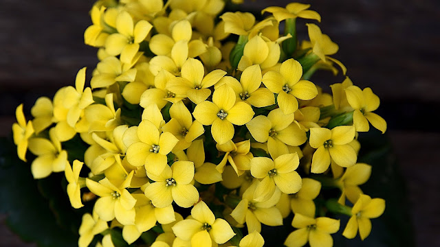 Mooie gele kalanchoe