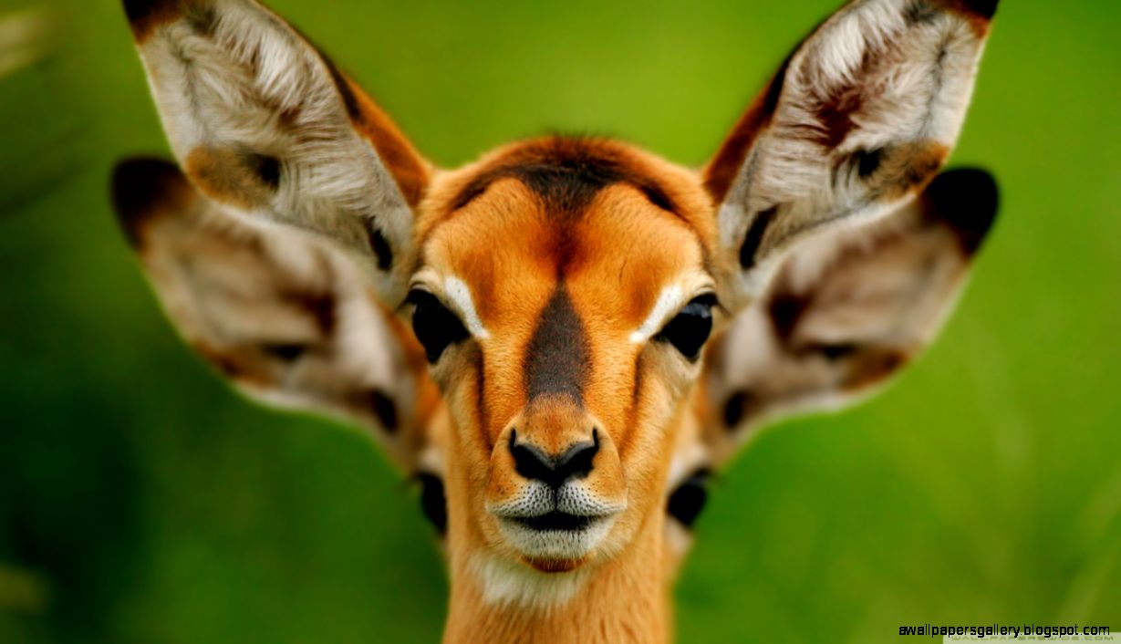 Wild Animals HD desktop wallpaper  High Definition  Fullscreen