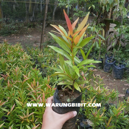 2000 Gambar Bunga Pucuk Merah Gratis 2000 Gambar Bunga Pucuk Merah Gratis
